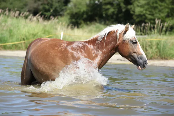 Young haflinger playing in the water — Stock Photo, Image
