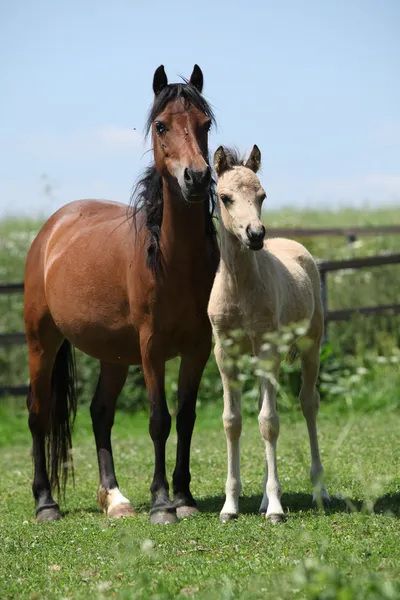 Kahverengi mare mera üzerinde palomino tayı ile — Stok fotoğraf