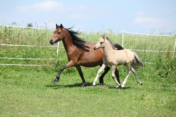 Welsh mountain pony mare with foal running — Stock Photo, Image