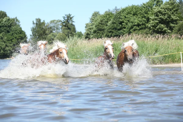 Gruppe von Haflingern läuft ins Wasser — Stockfoto