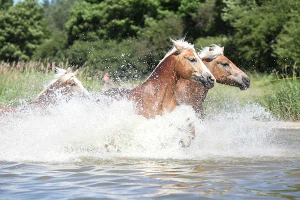 Lotto di haflinger che scorre nell'acqua — Foto Stock