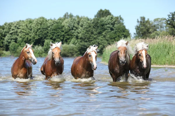 Haufenweise Haflinger in Bewegung — Stockfoto