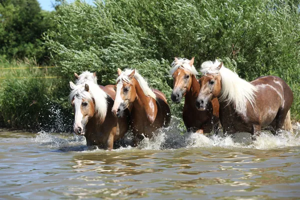 Lotto di haflinger che scorre nell'acqua — Foto Stock