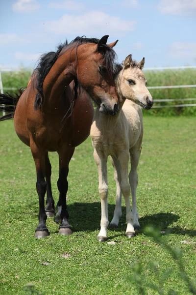 Brown mare with palomino foal on pasture — Stock Photo, Image
