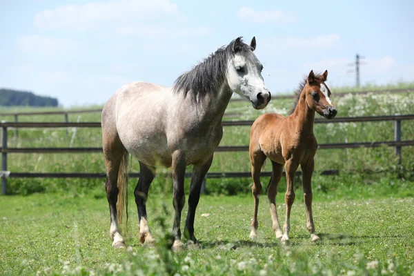 Yegua pony de montaña galesa con potro en el pasto — Foto de Stock