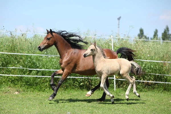 Jument poney de montagne galloise avec poulain courir — Photo