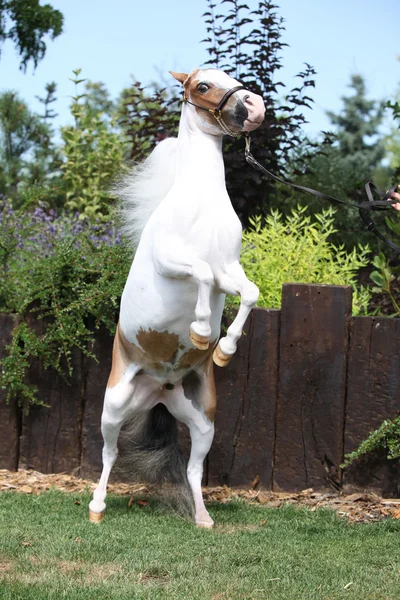 Americana cavalo miniatura prancing — Fotografia de Stock