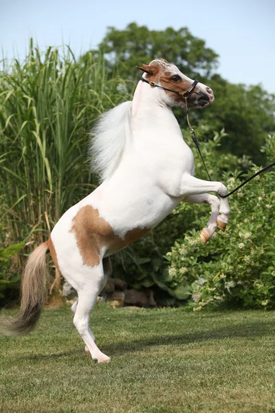 Caballo americano en miniatura bailando — Foto de Stock