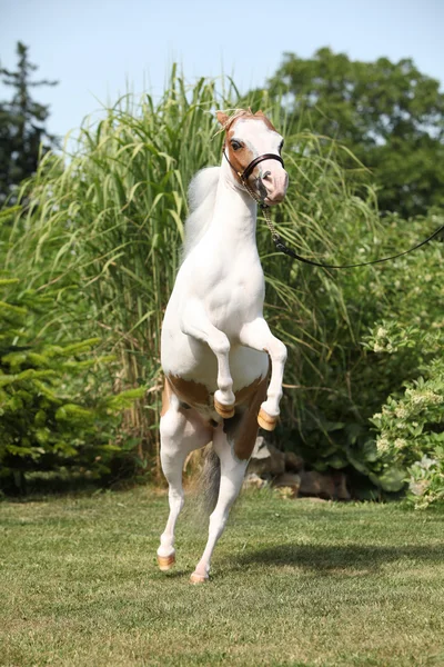 Amerikaanse miniatuur paard steigerende — Stockfoto