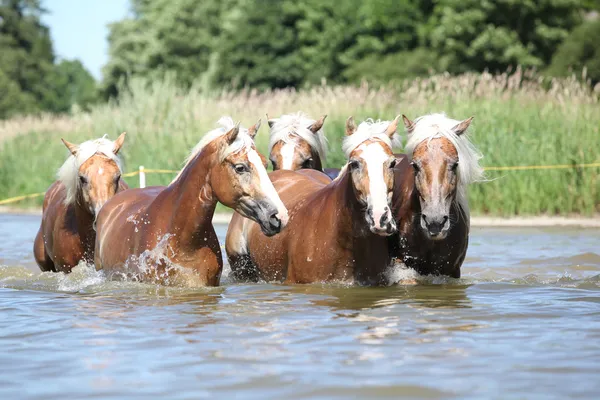 Куча каштановых лошадей, движущихся в потоке — стоковое фото