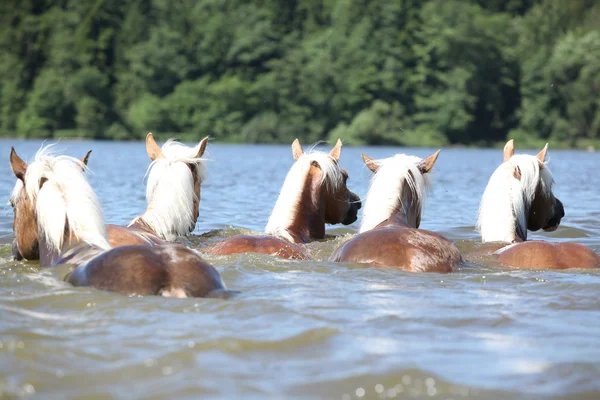 Lotto di cavalli di castagno nuoto — Foto Stock