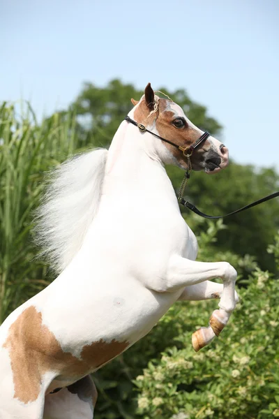 American miniature horse prancing — Stock Photo, Image