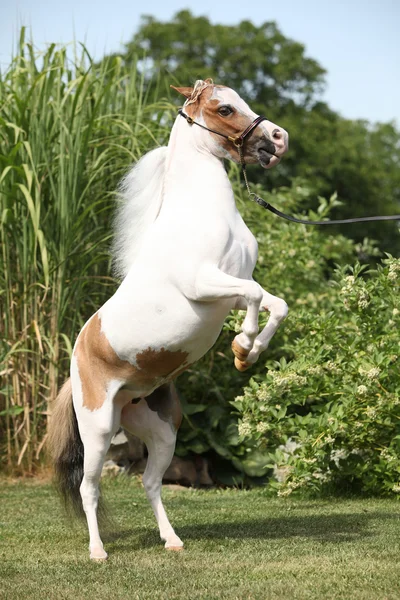 Amerikaanse miniatuur paard steigerende — Stockfoto