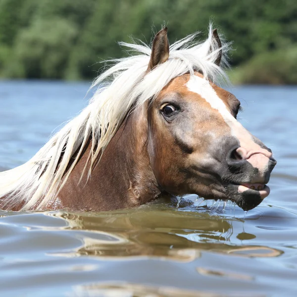 Blonďatá Hafling plavání a při pohledu na vás — Stock fotografie
