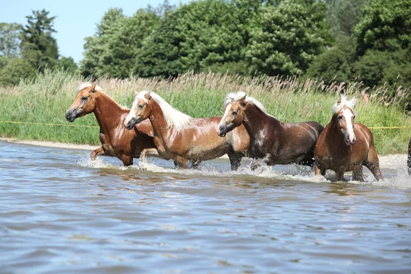 Lotto di cavalli di castagno che corrono nell'acqua — Foto Stock