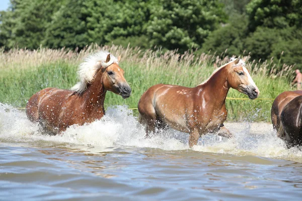 Lotto di cavalli di castagno che corrono nell'acqua — Foto Stock