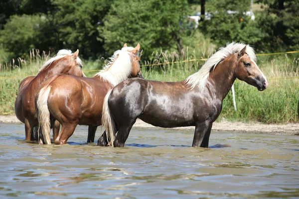 Куча каштановых лошадей в ватере — стоковое фото
