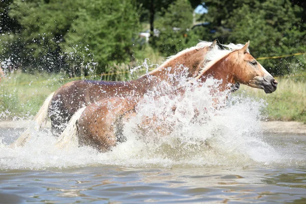 Lote de cavalos de castanha correndo no wather — Fotografia de Stock