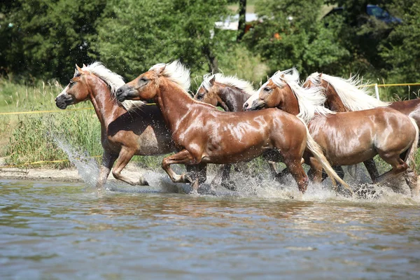 Lotto di cavalli di castagno che corrono nell'acqua — Foto Stock