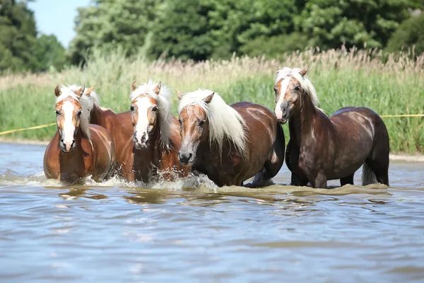 Lotto di cavalli di castagno che corrono nell'acqua — Foto Stock