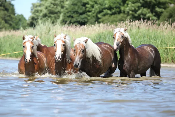 Lote de caballos de castaño corriendo en la wather —  Fotos de Stock