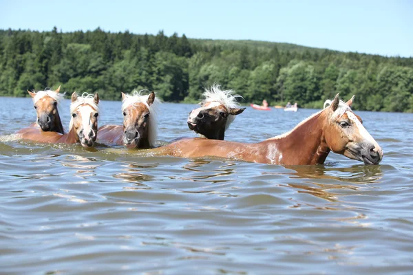 Lotto di cavalli castani che nuotano nell'acqua — Foto Stock