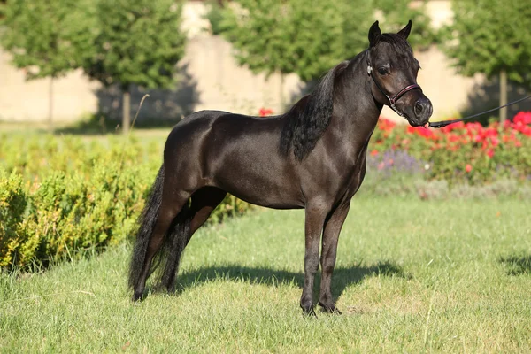 American miniature horse standing — Stock Photo, Image