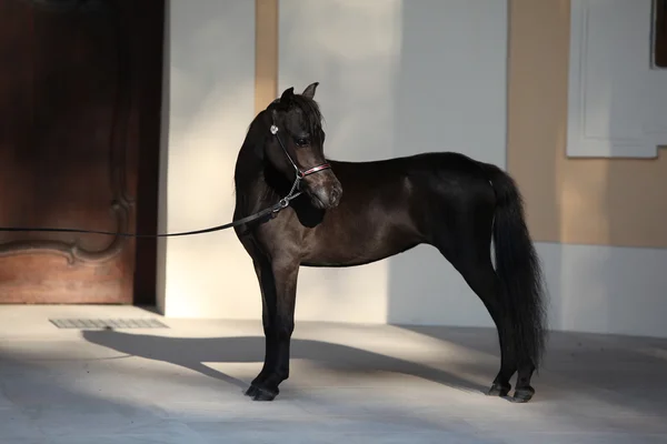 American miniature horse standing in front of some castle — Stock Image American miniature horse standing — Stock Photo, Image
