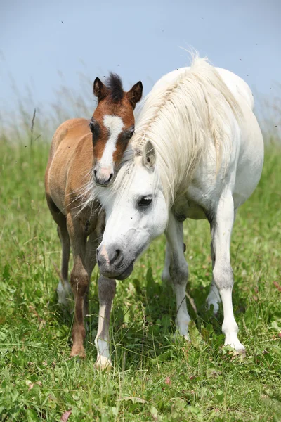 Mare with foal on pasturage — Stock Photo, Image