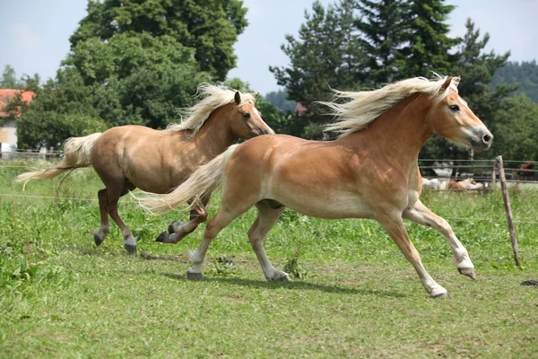 Δύο άλογα που τρέχουν για βοσκή — Φωτογραφία Αρχείου