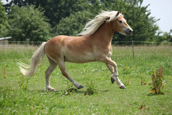 Bonito haflinger corriendo en el pastizal —  Fotos de Stock