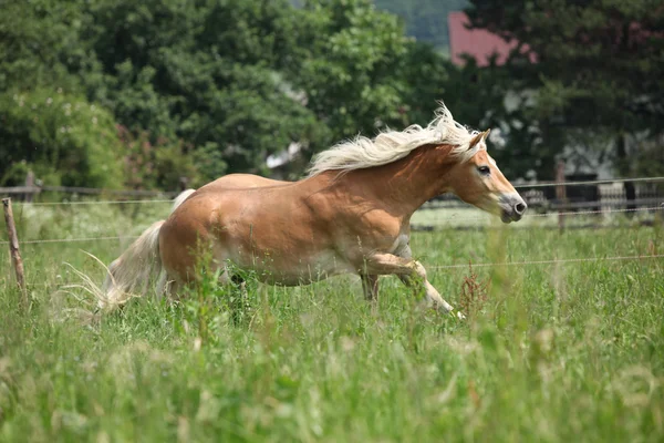 Castanha haflinger correndo em pastagem — Fotografia de Stock