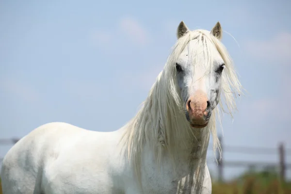 肖像画のウェールズの山のポニー種牡馬 — ストック写真