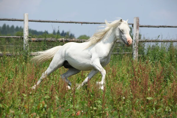 白いウェールズの山のポニー種牡馬実行 — ストック写真