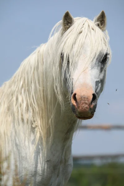 Etalon de poney de montagne blanc gallois vous regardant — Photo