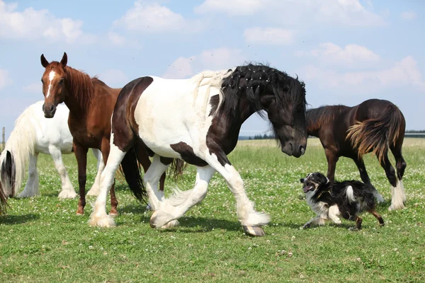 Collie di confine con pannocchia irlandese — Foto Stock