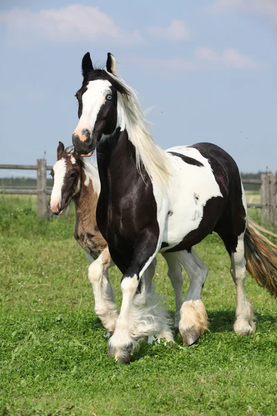 Nice irish cob mare with foal on pasturage — Stock Photo, Image