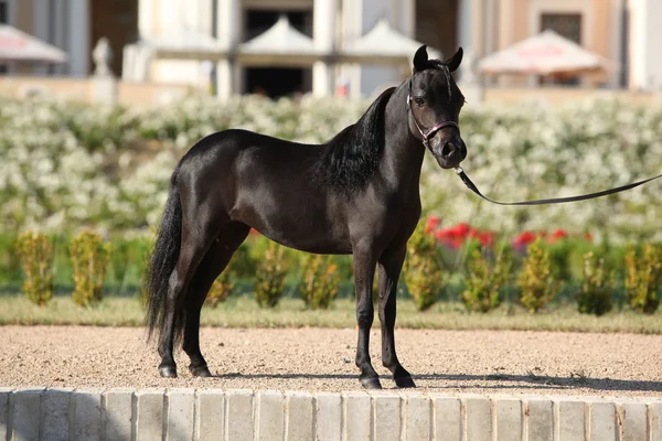 Amerikaanse miniatuur paard staande — Stockfoto
