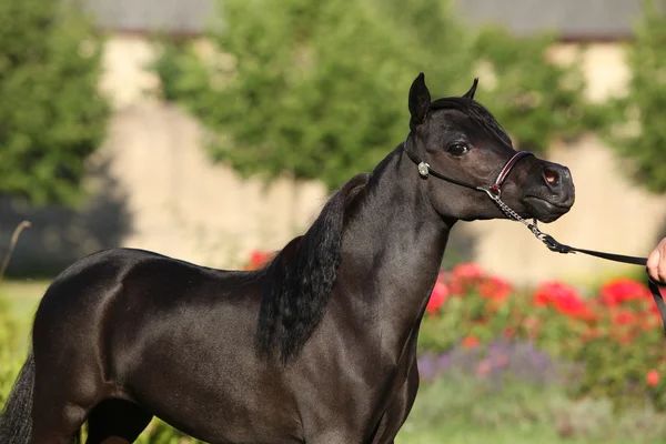 American miniature horse standing in castle garden — Stock Image American miniature horse standing — Stock Photo, Image