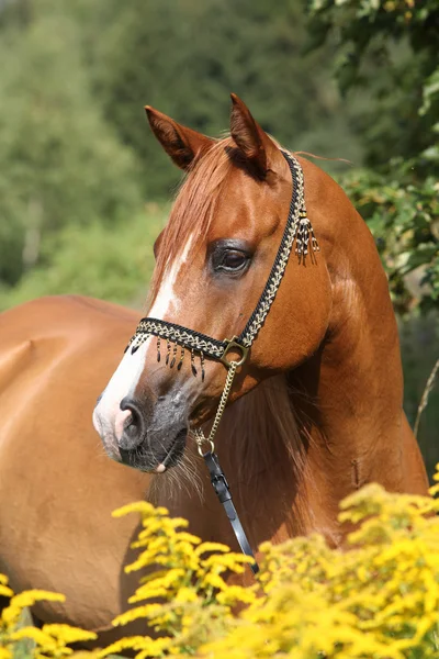 Portrait of nice arabian horse — Stock Photo, Image