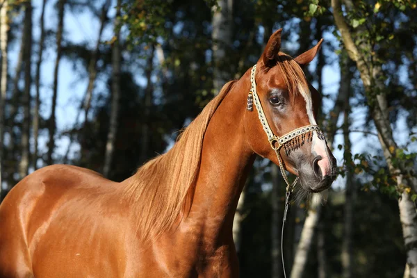 Retrato de bonito caballo árabe — Foto de Stock