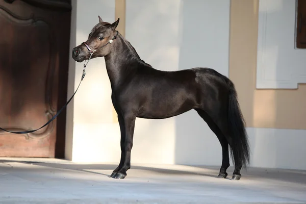 American miniature horse standing in front of some castle — Stock Image American miniature horse standing — Stock Photo, Image