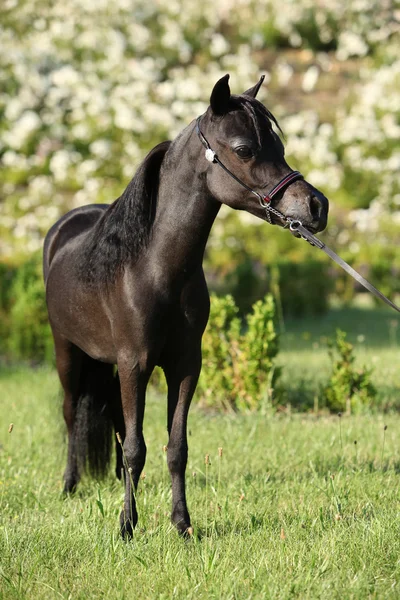 Americký miniaturní kůň stojící — Stock fotografie