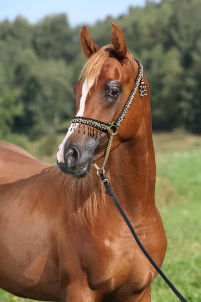 Portrait of nice arabian horse — Stock Photo, Image