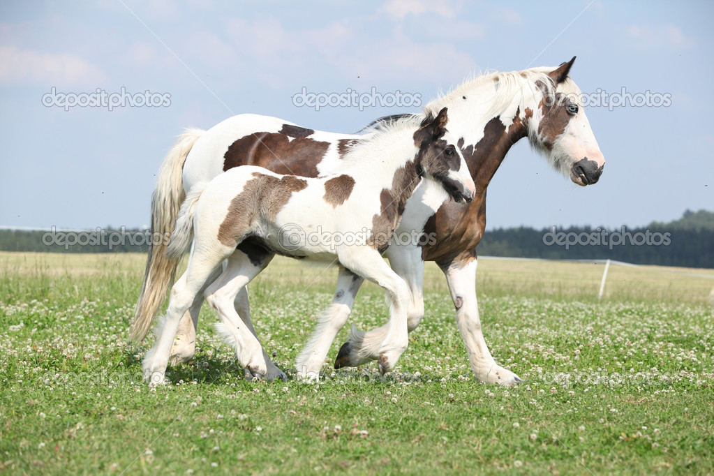 depositphotos_28623319-stock-photo-nice-irish-cob-mare-with.jpg