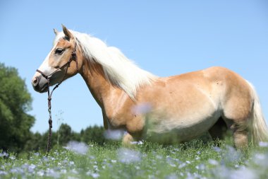 güzel haflinger