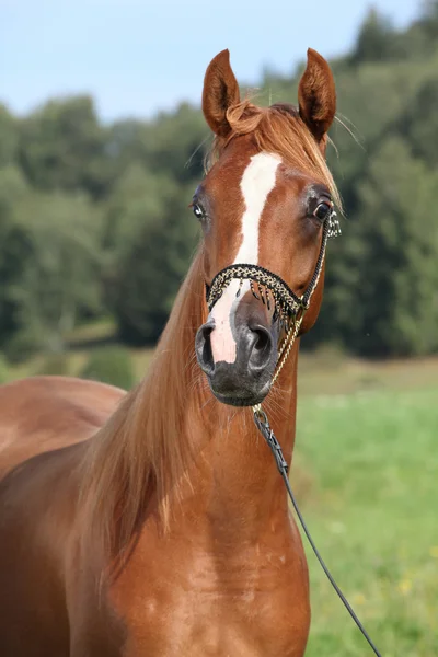 Portræt af dejlig arabisk hest - Stock-foto