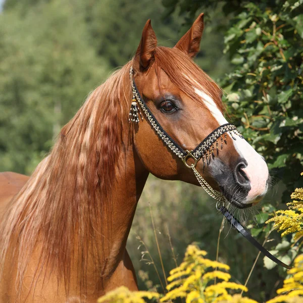 Retrato de bom cavalo árabe — Fotografia de Stock