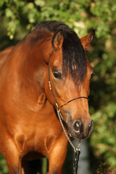 Prachtige pony merrie met mooie show halster — Stockfoto