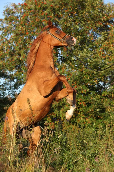 Gorgeous arabian horse prancing in the evening — Stock Photo, Image